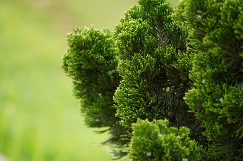 Szkółka z roślinami iglastymi - idealne miejsce na zieloną przestrzeń w Twoim ogrodzie.